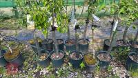 5 MIXED FRUIT TREES - 3