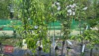 5 MIXED FRUIT TREES - 4