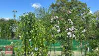 5 MIXED FRUIT TREES - 5