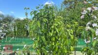 5 MIXED FRUIT TREES - 8