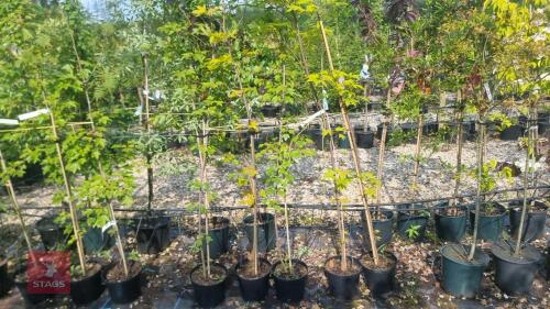 5 ACER RUBRUM TREES