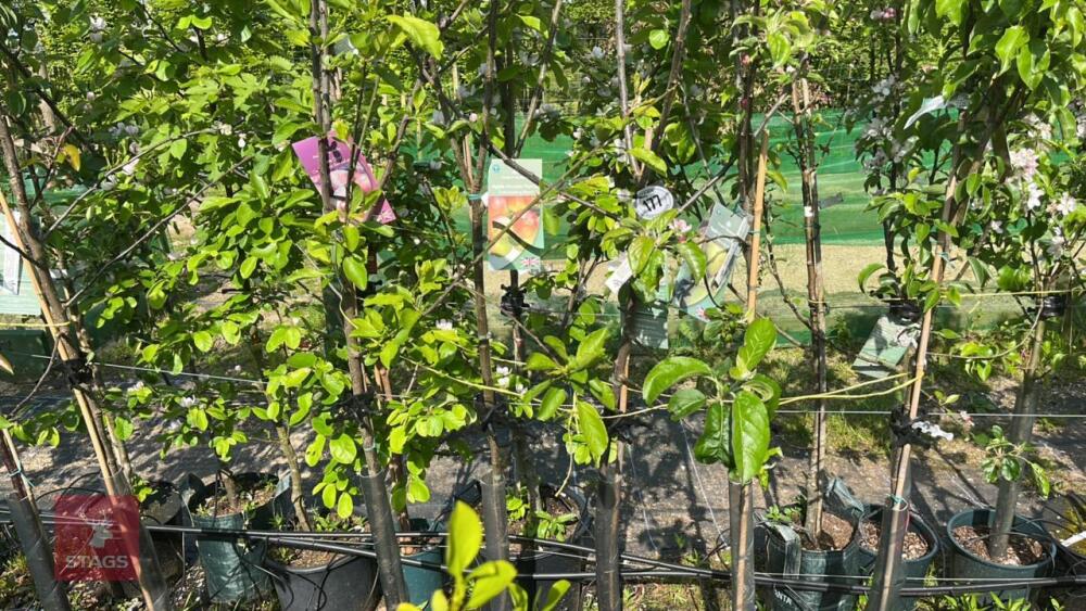 5 MIXED FRUIT TREES