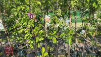 5 MIXED FRUIT TREES