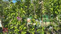 5 MIXED FRUIT TREES - 2