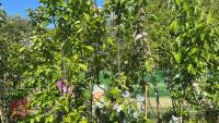 5 MIXED FRUIT TREES - 5