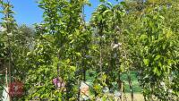 5 MIXED FRUIT TREES - 8