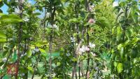 5 MIXED FRUIT TREES - 11