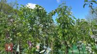 5 MIXED FRUIT TREES - 13