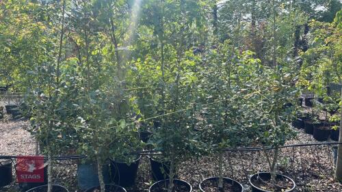 5 ILEX JC VAN THOL TREES