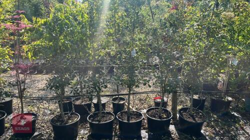 5 ILEX JC VAN THOL TREES