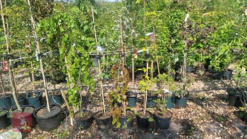 5 MIXED ORNAMENTAL TREES