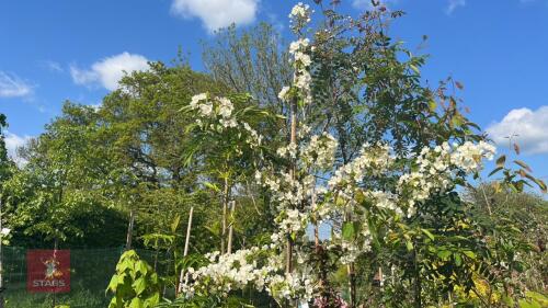 4 MIXED ORNAMENTAL TREES