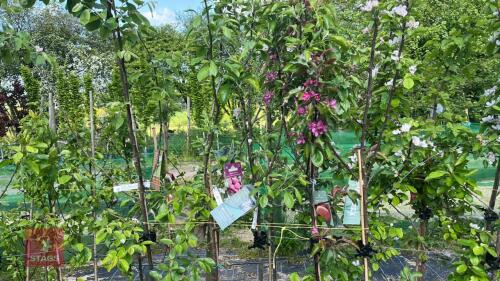 5 MIXED FRUIT TREES