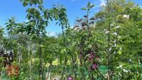 5 MIXED FRUIT TREES - 2