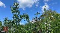 5 MIXED FRUIT TREES - 3