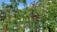 5 MIXED FRUIT TREES - 4