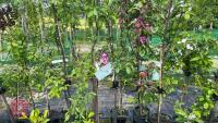 5 MIXED FRUIT TREES - 5