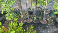 5 MIXED FRUIT TREES - 6