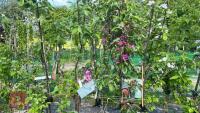 5 MIXED FRUIT TREES - 7