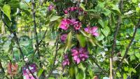 5 MIXED FRUIT TREES - 9