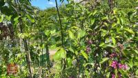 5 MIXED FRUIT TREES - 10