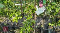 5 MIXED FRUIT TREES - 11