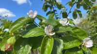 5 MIXED FRUIT TREES - 12