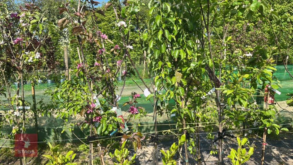 5 MIXED FRUIT TREES