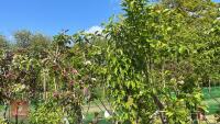 5 MIXED FRUIT TREES - 2