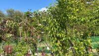 5 MIXED FRUIT TREES - 4