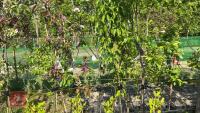 5 MIXED FRUIT TREES - 5