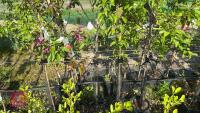 5 MIXED FRUIT TREES - 6