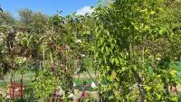 5 MIXED FRUIT TREES - 8