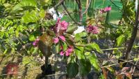 5 MIXED FRUIT TREES - 10