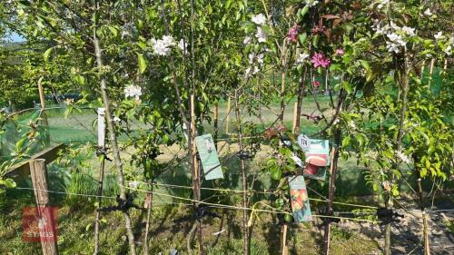 5 MIXED APPLE TREES