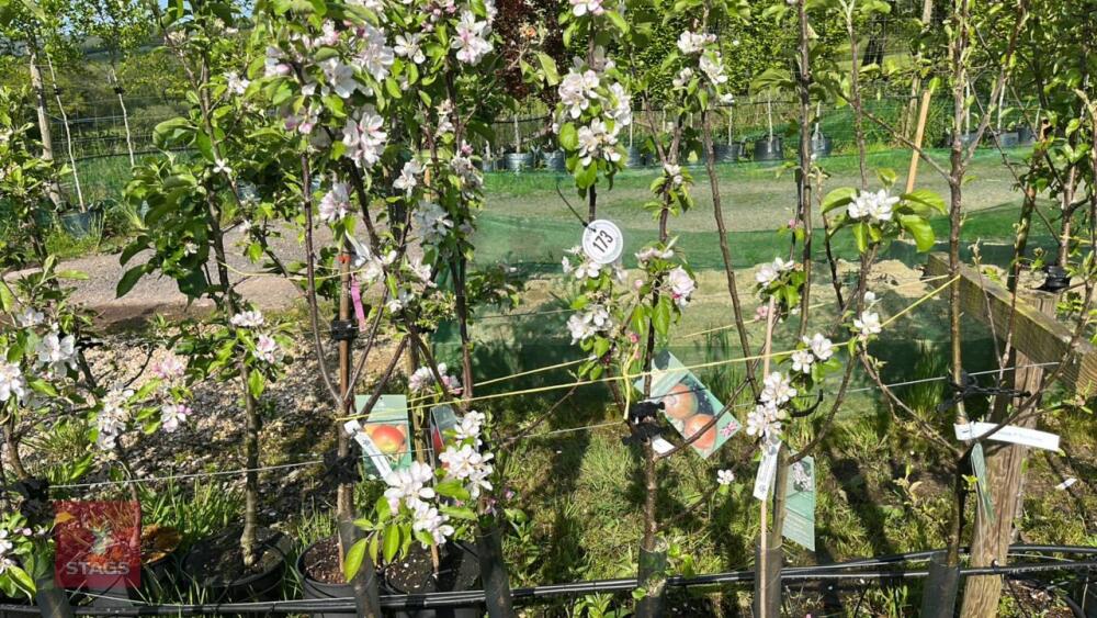 5 MIXED APPLE TREES