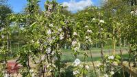 5 MIXED APPLE TREES - 2