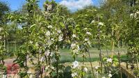 5 MIXED APPLE TREES - 3