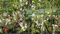 5 MIXED APPLE TREES - 4