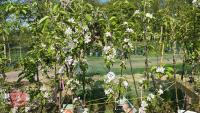 5 MIXED APPLE TREES - 6