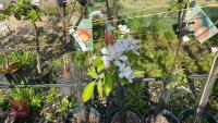 5 MIXED APPLE TREES - 7