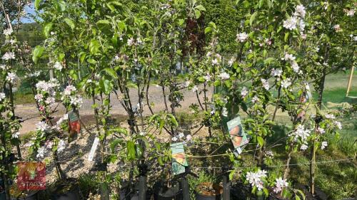 5 MIXED FRUIT TREES