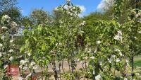 5 MIXED FRUIT TREES - 2