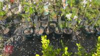 5 MIXED FRUIT TREES - 6