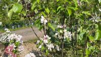 5 MIXED FRUIT TREES - 7