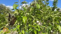 5 MIXED FRUIT TREES - 8