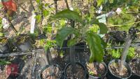 5 MIXED FRUIT TREES - 9