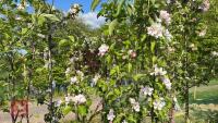 5 MIXED FRUIT TREES - 10