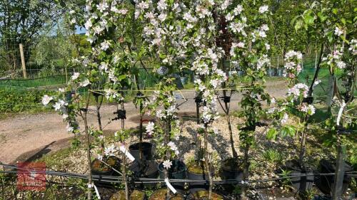 5 MALUS SPOTTED DICK CIDER APPLE TREES