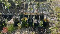 5 MIXED FRUIT TREES - 5